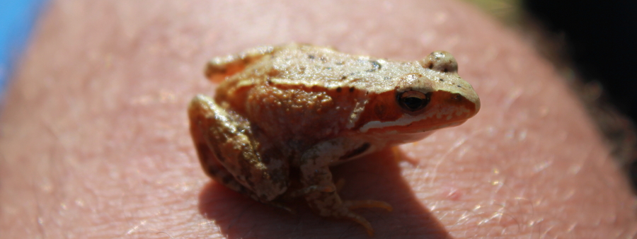 Naturopata Rzeszów - Naturoterapia Rzeszów - baner - Reiki Rzeszów - Mistrz Reiki - Witold Słaby - Wczasy Reiki - Szkolenia Reiki - Stopnie Reiki