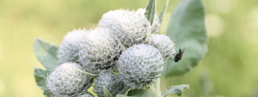 28- witold-slaby - baner - Kręgarz Kręgarstwo Rzeszów - Terapia manualna Rzeszów - Bioenergoterapeuta - Naturopata Rzeszów - Mistrz Reiki - Witold Słaby Rzeszów Kraków